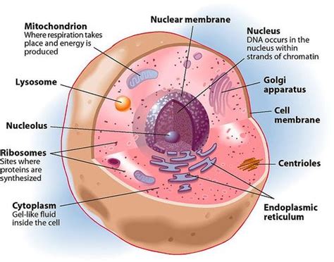 Check spelling or type a new query. Anatomy and Physiology: Cells | Cell theory, Human anatomy ...