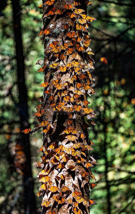 colony of monarch butterflies danaus plexippus on a pine trunk in a park el rosario reserve of