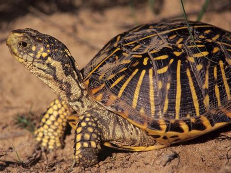 What Should Nebraskas State Reptile Be Public Can Vote For 6 Animals