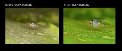 There are many things you can do with programs such as adobe photoshop and lightroom. Step by Step Photoshop Tutorial on Post Processing a Macro Photograph