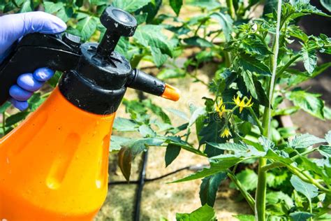Treatment Of Tomato From Pests And Diseases Stock Photo Image Of