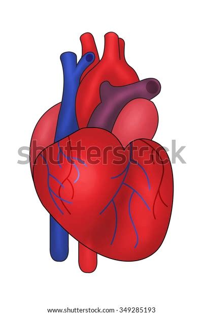 Human Heart Illustration Heart Human Isolated On White