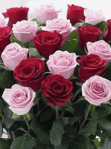 Roses Flowers GIF Roses Flowers Beautiful Discover Share GIFs