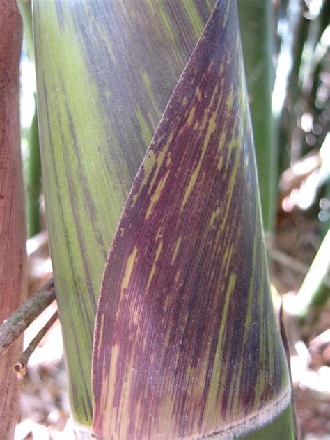 Put a layer of growing medium into the tray; XL Purple Streak Bamboo (bambusa disimilis) - Urban Palms