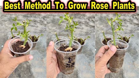 How To Grow New Rose Plant From Cuttings