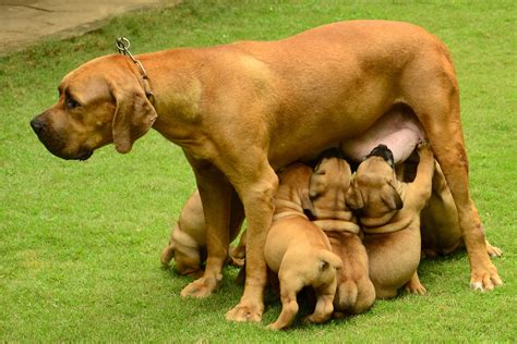 Pro pac ultimate, the ultimate in pet nutrition. Boerboel Wallpapers High Quality | Download Free