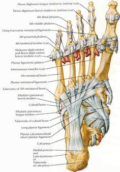Human feet are mostly subjected to injury due to their complicated structure. Ligaments Of The Foot | Muscles, Tendons & Ligaments of ...