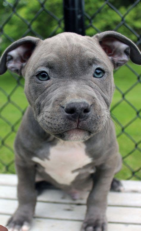 10 Best Blue Staffy Puppy Ideas Blue Staffy Puppy Pitbull Puppies