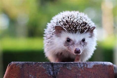 Types Of Pet Hedgehog Breeds Of Domestic Hedgehogs 2021 Guide