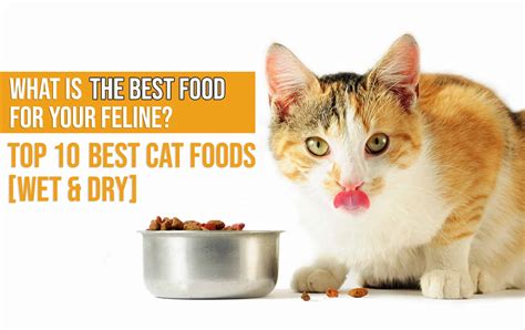 Build your pets perfect food bowl, one question at a time. 10 Best Cat Foods In 2019 - Guide & Reviews Of Top Dry ...