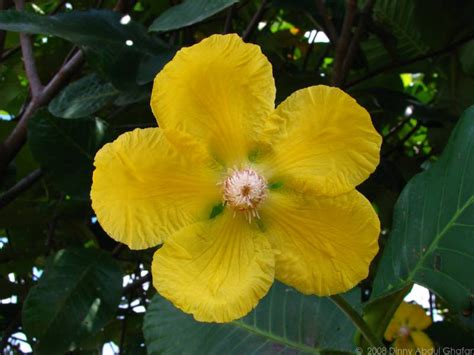 Ceriakan hidup anda dengan cara tradisional: Lukisan Bunga Raya Bunga Kebangsaan Malaysia | Cikimm.com