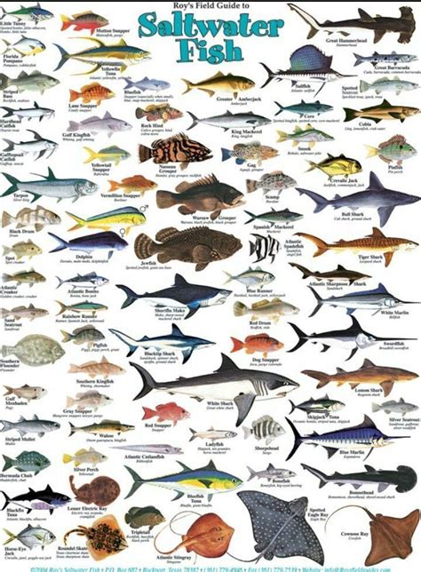 Groupsnauticalboss Fish