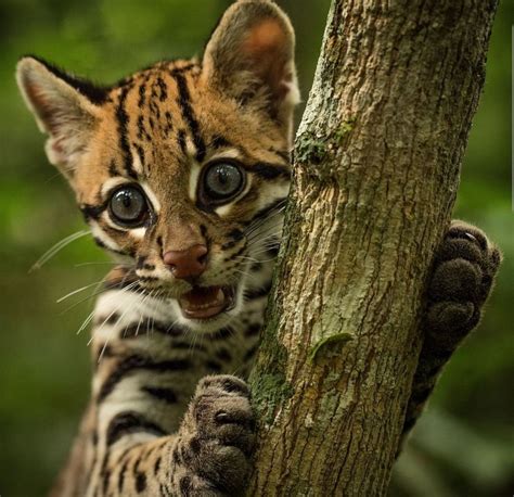 Keanu The Ocelot Pet Day Animals Animals Of The World