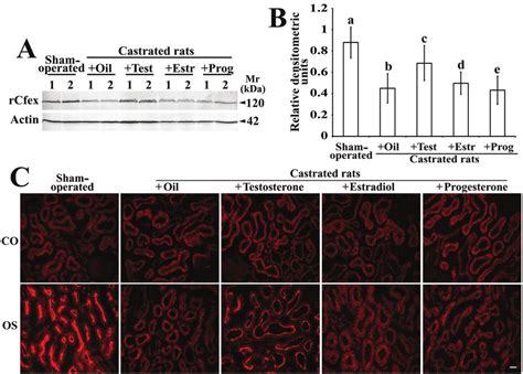 Effect Of Sex Hormone Treatment In Castrated Rats On Renal Rcfex
