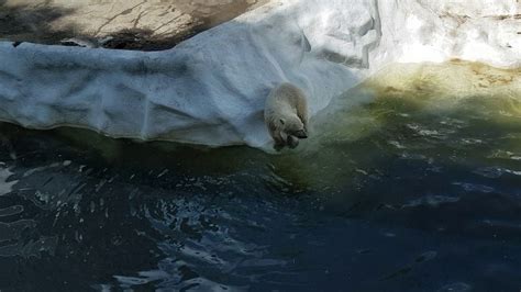 ijsberen ouwehands dierenpark youtube