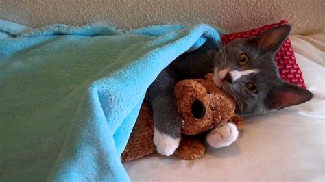 Cute Kitten Hugs His Teddy Bear With Music Youtube