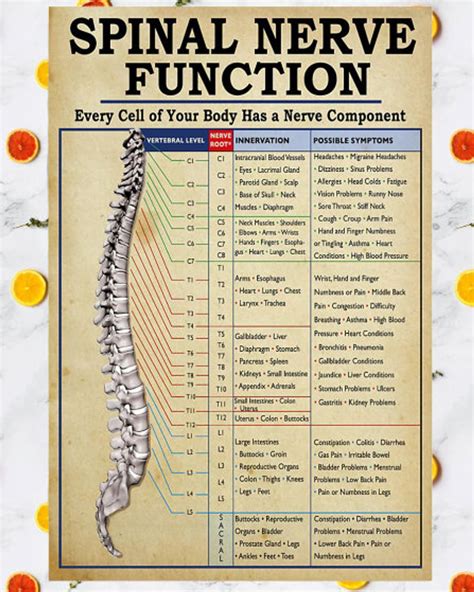 Spinal Nerve Function Poster Spinal Nerve Nerves