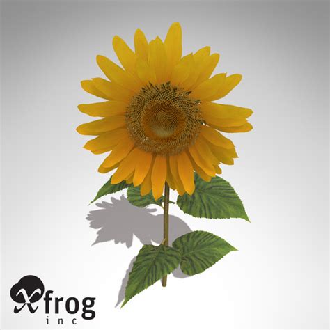 3d Model Xfrogplants Sunflower Plant