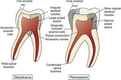Difference Between Deciduous And Permanent Teeth Focus Dentistry
