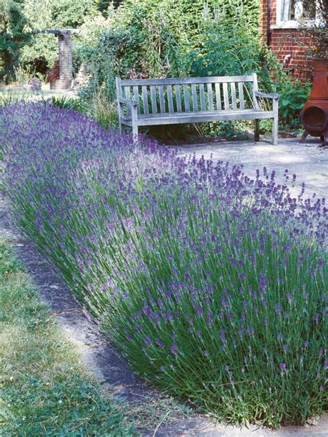 Create And Care For A Lavender Hedge Lavender Plants Are Generally