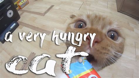 A Very Hungry Cat Youtube