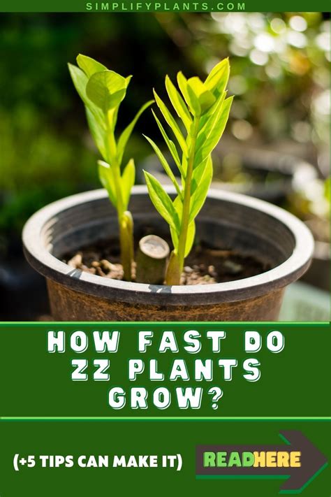 How Fast Do Zz Plants Grow Simplify Plants In 2021 Plants Plant