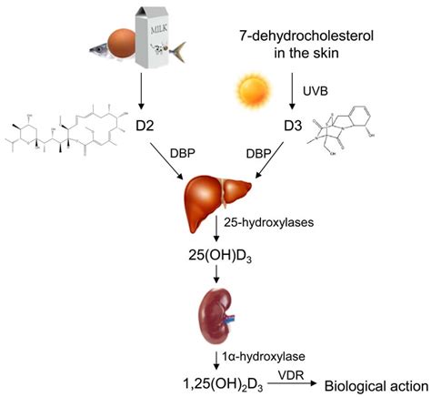 Modulates the immune system by 1,25(oh)(2)d(3) plays a role in maintaining oral health through its effects on bone and mineral metabolism and innate immunity, and several. Pathogenic roles of alterations in vitamin D and vitamin D ...