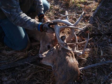 Kansas Buck Survives 2 Months With Severed Head Locked In Its Antlers