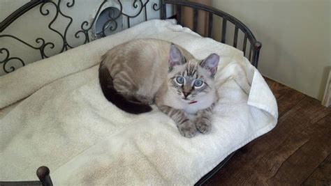 Why are lynx point siamese cats called 'lynx' siamese? Siamese Breeders - Hackettstown NJ
