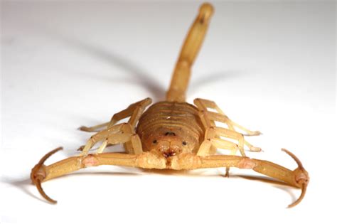 We can rid your home or office of any unwanted critters, including. Scorpion Extermination | Las Vegas Scorpion Control ...