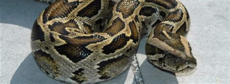 Burmese Python Facts And Information Seaworld Parks And Entertainment