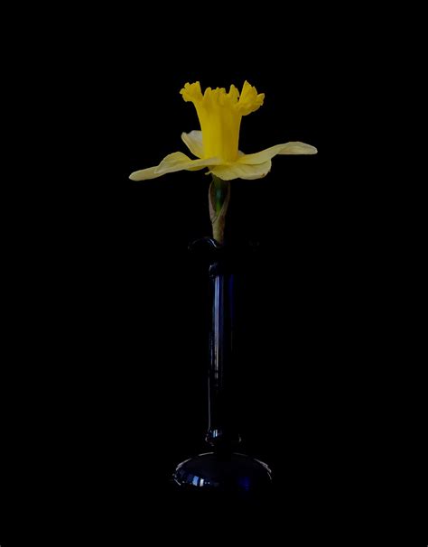 Twelve 12 Varieties Of Daffodils Nikon Cafe