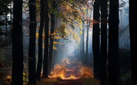 Mist Morning Fall Landscape Trees Leaves Wallpaper 157549