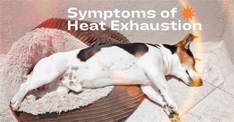 Symptoms Of Heat Exhaustion Canine Country