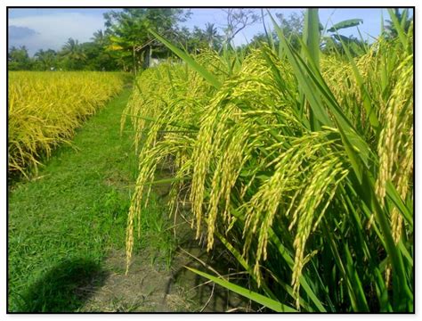 Peluang Usaha Pembuatan Bibit Tanaman Hidroponik Di Indonesia