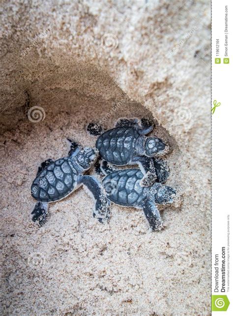 Two Sea Baby Turtle Swimming In Tropical Water Stock Photo