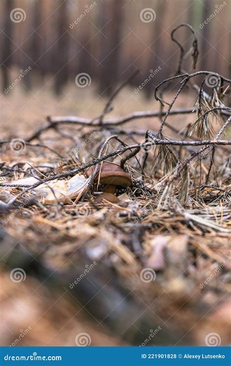 Beautiful Edible Mushroom In A Pine Forest Stock Photo Image Of