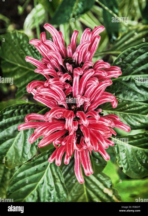 Brazilian Plume Flower Justicia Carnea Natural Scene Vibrant Colors