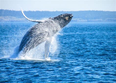 Whale Watching Die Besten Spots Und Tipps Urlaubsguru