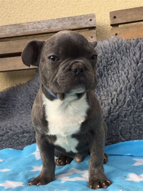 We're a small state licensed kennel operated by our family. French Bulldog Puppies For Sale | Ashland, OH #325115
