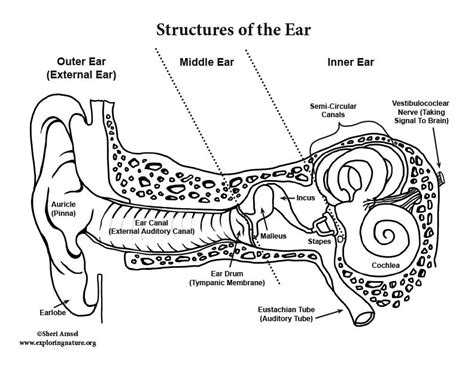 Ear Anatomy Coloring Advanced Ear Anatomy Human Body Systems
