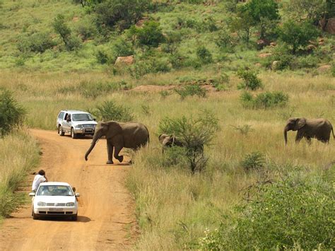Pilanesberg National Park Go Africa