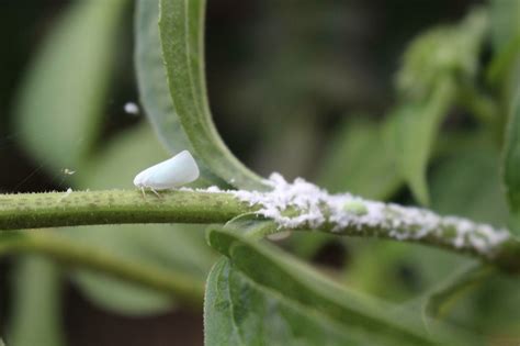 White Spots On Azalea Leaves