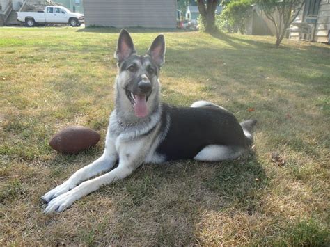 I recently just lost my white german shepherd of 11.5 years. HUGE BLACK AN SILVER GERMAN SHEPHERDS | Silver german ...