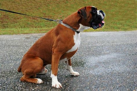 The European Boxer A Guide To These Agile And Graceful Companions