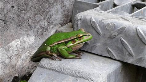 Frogs Snakes And Lizards Are An Unwelcome Surprise In The Salad