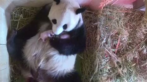 Giant Panda Gives Birth To Twins At Vienna Zoo Youtube