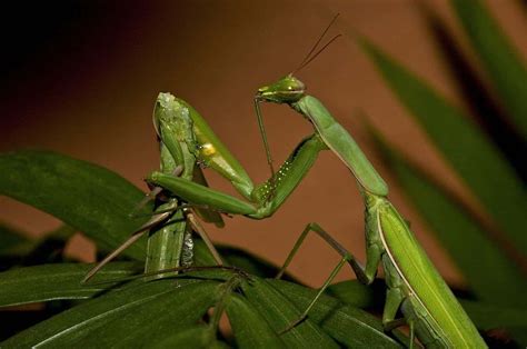 12 Incredible Facts Most People Dont Know About Praying Mantises