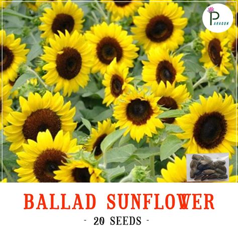 Ballad Sunflower 20 Seeds Shopee Philippines