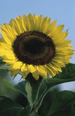 The stalk of a flower. When to Cut a Sunflower's Stalk Off | Home Guides | SF Gate